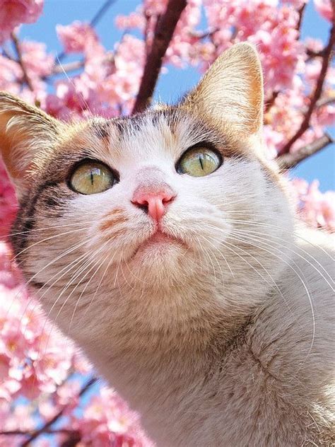 Sakura Cat Surrounded By Blossoms Cats Cute Animals Cat Pics