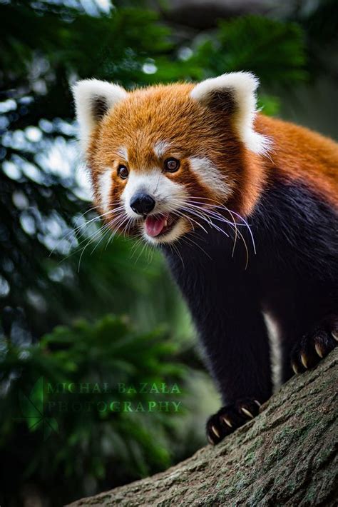 Pin By Julia Loveritisis On All About Pandas Red Panda Cute Happy