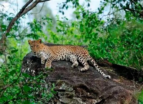 Wildlife Sanctuary In Kerala Periyar Wildlife Sanctuary Is The Most