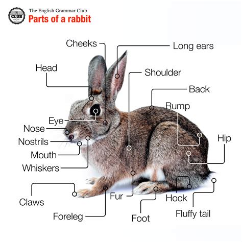 Parts Of A Rabbit Grammar Tips