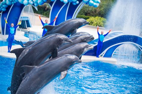 Why Shares Of Seaworld Jumped Higher On Tuesday The Motley Fool