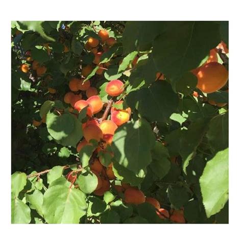 Freedom Tree Farms Early Golden Apricot 5 Gallon Rural King