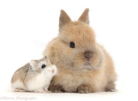 Cute Baby Bunny And Roborovski Hamster Photo Wp40016