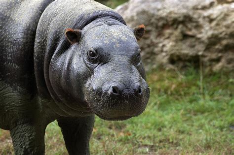 Hipopótamo Pigmeo Características Hábitat Y Alimentación