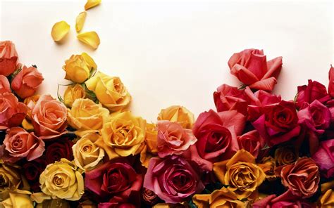 Colors Of Roses Wallpapers Hd Wallpapers Id 8839
