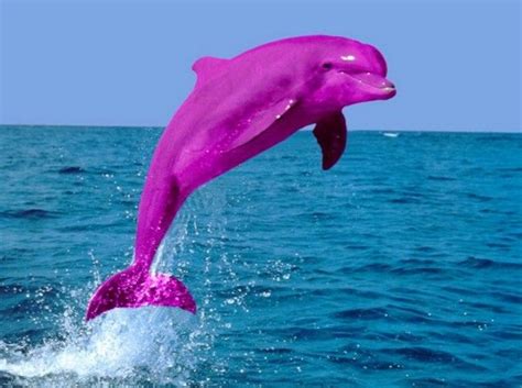 Funny Pink Dolphins Pets Cute And Docile Pink Dolphin Dolphins