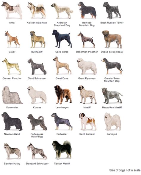 Photos Working Dog Breeds Chart Dog Breeds Types Of Dogs Breeds