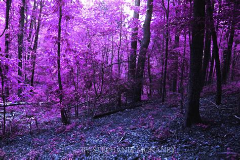 Purple Forest By Stephaniemcnaney On Deviantart