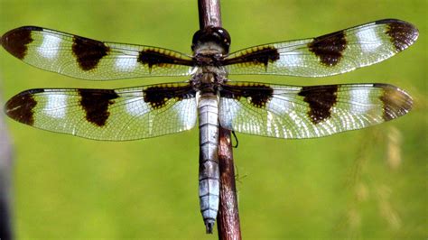 Climate Change May Rob Male Dragonfly Wings Of Their Dark Spots