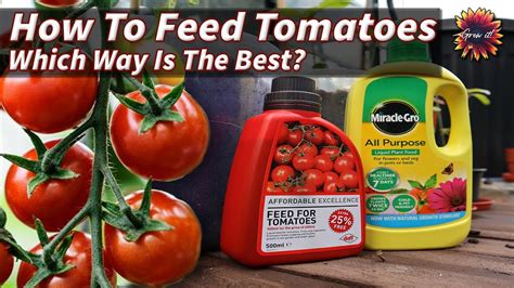 How To Fertilize Tomato Plants Which Is Best Youtube