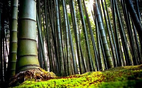 101 Bamboo Hd Wallpapers Background Images Wallpaper Abyss