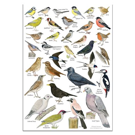 Common Bird Identifier Chart