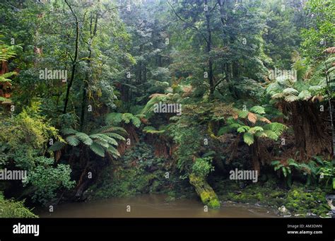 Cool Temperate Rainforest In Milkshake Hills Forest Reserve Tasmania
