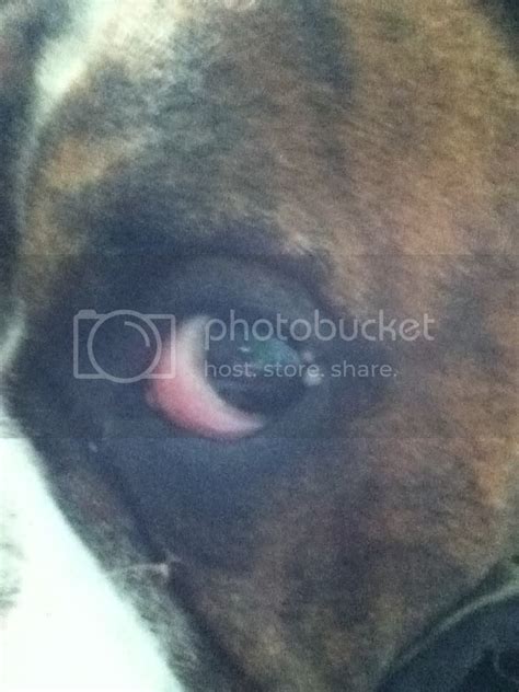 Cashus Has 2 Bumps Near His Eye What Are They Boxer Forum Boxer