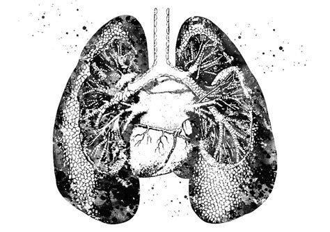 Lungs And Heart 3 Digital Art By Erzebet S Fine Art America