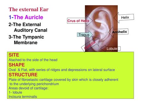 Helix Of Ear Anatomy