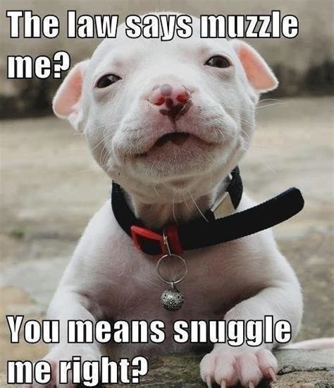 Pitbull Puppy Snuggle Omg Cute Dont Listen To Those People Who Are