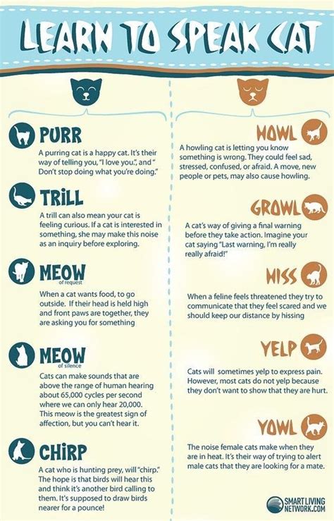 Learn To Speak Cat