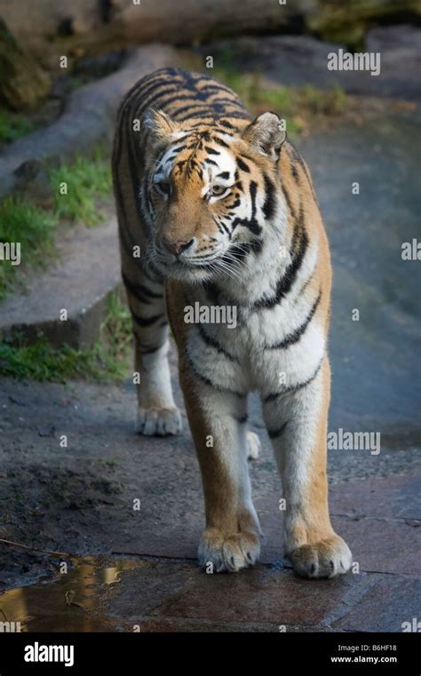 Portrait Of A Beautiful Siberian Tiger Stock Photo Alamy