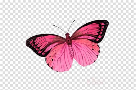 Pink butterfly illustration png image. Pink Flower Cartoon clipart - Butterfly, Pink, Wing ...