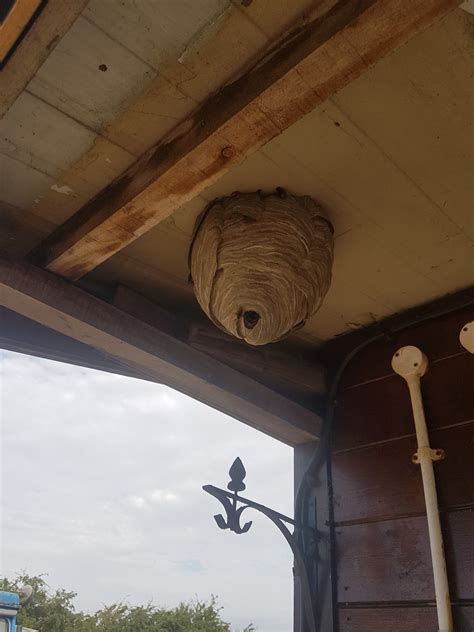 Hornet Nest Removal And Treatment In Horse Stable Pestinator Ltd