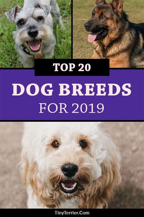 The Top 20 Most Popular Dog Breeds For 2020 Tiny Terrier