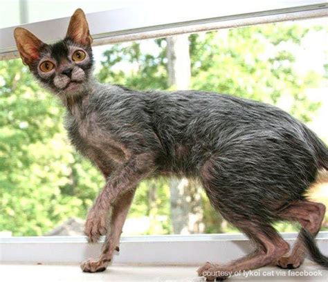 Meowoof Lykoi Cat The Newest ‘breed Of Cat Looks Like