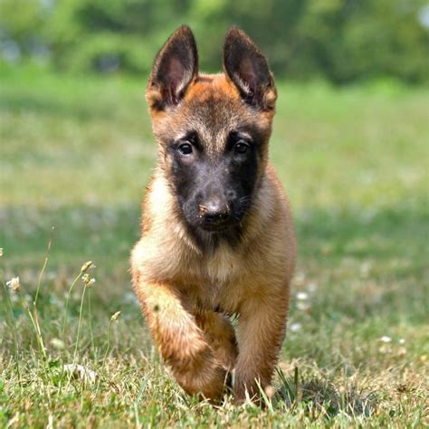 Belgian malinois are very intelligent dogs who want to please their owners. Belgian Shepherd Malinois Breed Guide - Learn about the ...