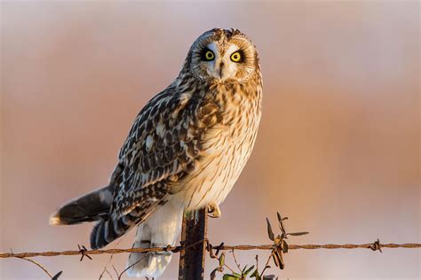 Short Eared Owl Asio Flammeus Perching Photograph By Panoramic Images