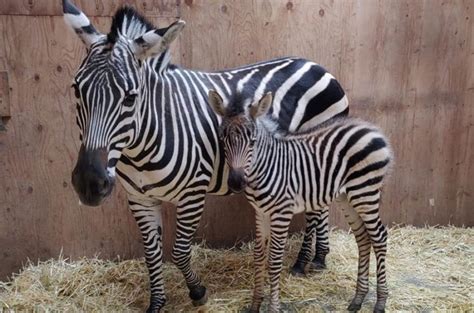 Baby Zebra Born At Idaho Falls Zoo Just In Time For Opening Day East