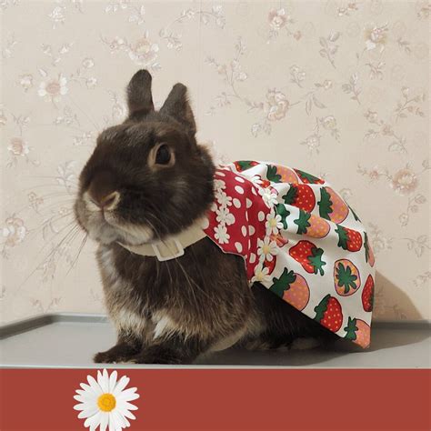 Bunny Dress Rabbit Harness Dress Leash Set Small Pet Clothes Etsy