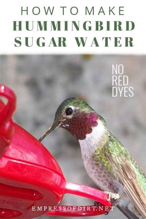Sugar To Water Ratio For Hummingbird Food Amarysumac
