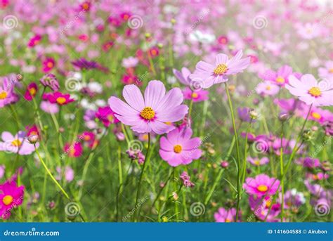 Close Up Colorful Pink Cosmos Flowers Blooming In The Field Stock Photo