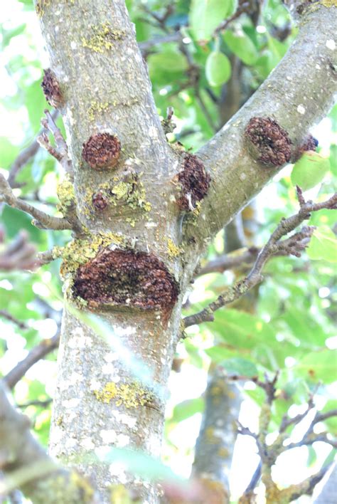 Cherry trees are often desirable to have around. Forum: Apple Tree Pests