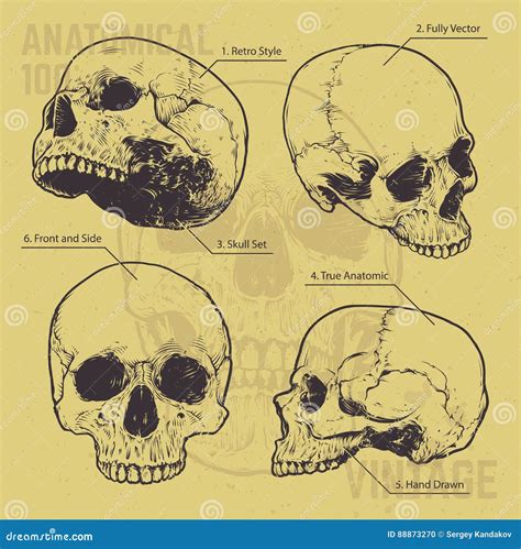 Anatomical Skulls Vector Set 145535833