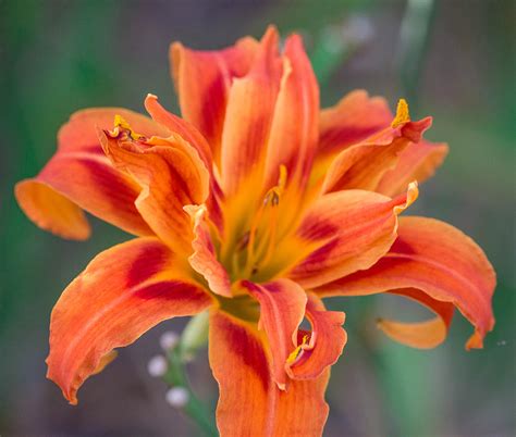 Fire Lily 2 Photograph By Ester Rogers
