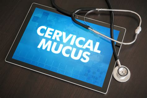 Cervical Mucus During Early Pregnancy The Pulse