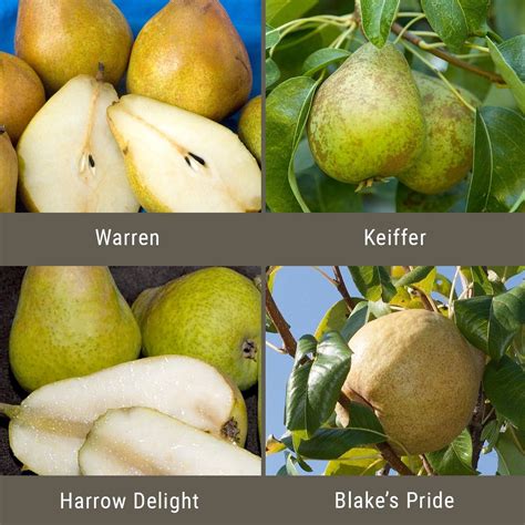 Disease Resistant Pears 3 On 1 Multiple Grafted Fruit Tree Semi Dwarf