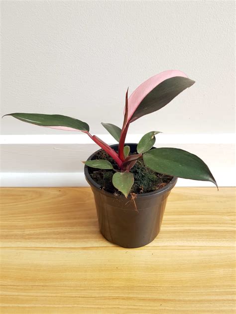 The fragrance that wafts from the white or pink flowers on jasmine plants can be downright why you want it: Philodendron Pink Princess (With images) | Plants ...