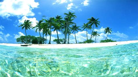 Tropical Island Wallpaper With Fish 49 Images