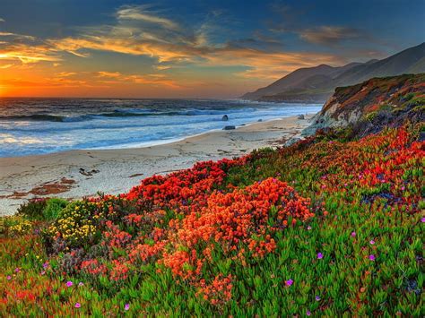 Flowers Flowers Beach Sand Sea Clouds Sunset Water Ocean Sun By Sky