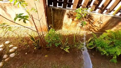 Sebabnya hanya dengan satu air baja ini saja hasilnya pokok bunga akan rancak. Daily routine pagi pagi.siram pokok bunga. - YouTube