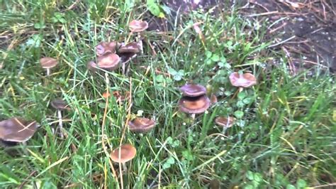Psilocybe Cyanescens Magic Mushroom Hunting Auburn