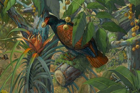 Dodo Bird Painting At Explore Collection Of Dodo