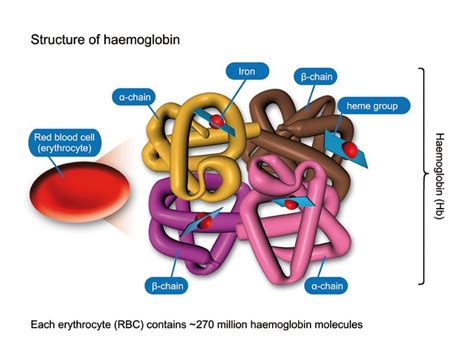 The Structure Of Haemolobin