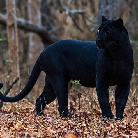 Behind The Scenes By Ultamiciti In 2020 Panther Cat Black Panther
