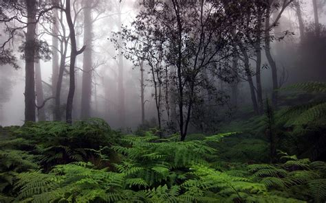 Rainy Forest Wallpapers Top Free Rainy Forest Backgrounds