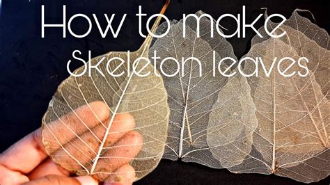 How To Make Skeleton Leaf Peepal Leaf Skeleton Only Using Water Youtube