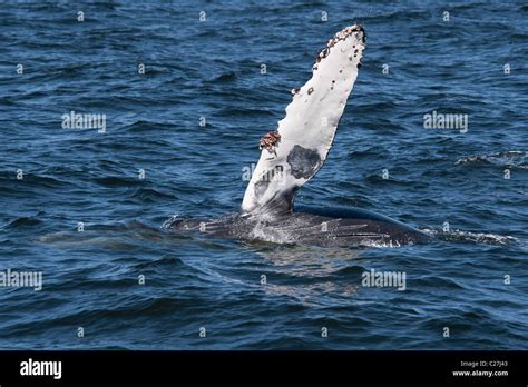 Humpback Whale Calf Megaptera Novaeangliae Surfacing With Left