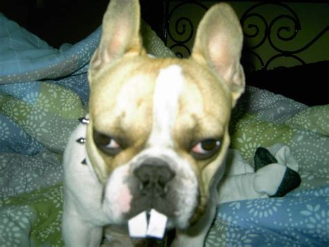 The Face Of Pure Evil French Bulldog Bulldog Animals